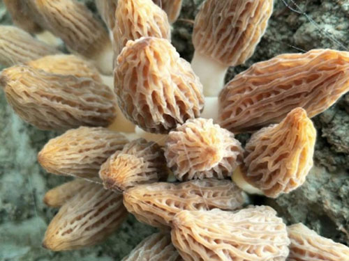 2019年羊肚菌訂購菌種開始了